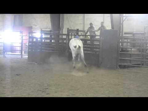 August Bull Videos 026