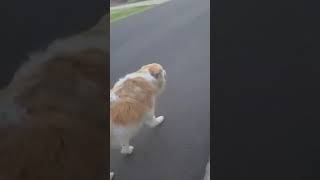 Video preview image #1 Great Pyrenees Puppy For Sale in Spring, TX, USA