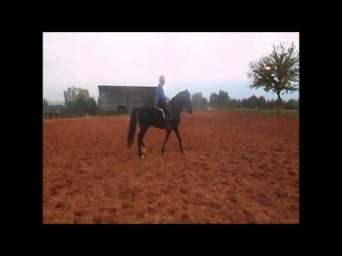 "Curro" PRE Black Andalusian stallion for sale