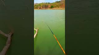 Download lagu Mau mancing ikan Mujair gampang strike ini dia solusinya@jonespetualang #bassfishing mp3 Download lagu Mau mancing ikan Mujair gampang strike ini dia solusinya@jonespetualang #bassfishing mp3
