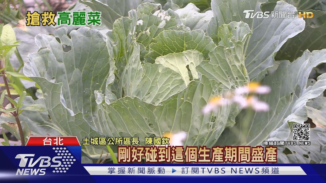 搶救高麗菜!土城里長媒合地方企業主 買5萬高麗菜贈鄉親