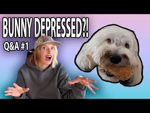 兔子抑鬱了嗎？  問與答 #1 | 小兔子怎麼辦？ (IS BUNNY DEPRESSED?!  Q&A #1 | What About Bunny)