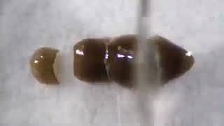 التجدد في البلاناريا