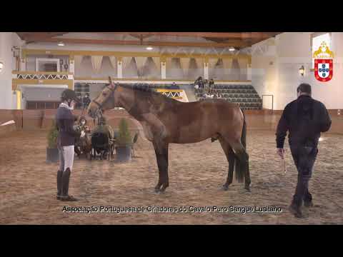 220129 38 Narco - Aprovação de Garanhões