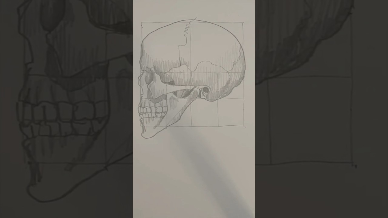 Draw a skull (side view) 💀 Drawing lesson for beginners on how to draw a skull in profile.