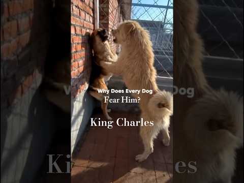 RESPECT‼️ The boss dog king charles #short #ytshort