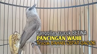 Download lagu Trucuk BETINA memanggil Jantan Suara Birahi Ngecuplik 100% pancingan trucukan gacor agar BUNYI EMOSI mp3