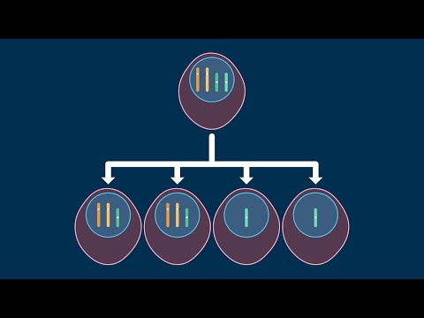 Nondisjunction in Meiosis