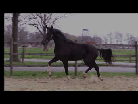 Falco, 3 jähriger Wallach von First Ampere aus dem Elektiastamm