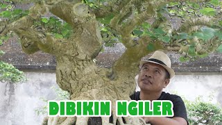 Download lagu 'MENGINTIP KOLEKSI TERBARU KOLEKTOR || Bpk. Wayan Gablug mp3
