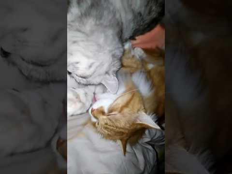 Siberian Cat, Milly A LETTO con Rougy