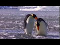 NOOT NOOT Pingu In Real Life But 60fps