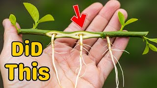 Cloning a Lemon Tree Quickly Using This Hidden Technique Now Revealed