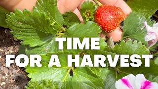 plant chores and a harvest