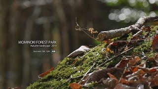 preview picture of video 'MOMINOKI FOREST PARK 4K　LUMIX GH4 TEST'