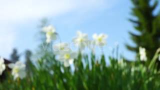 Download lagu Tender White Narcissus Flowers in Grass mp3 Download lagu Tender White Narcissus Flowers in Grass mp3