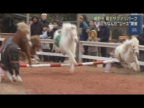 YouTube Video 世界で最も小さな馬「アメリカン・ミニチュアホース」のレース「新春！午年サファリダービー」　静岡・裾野市「富士サファリパーク」