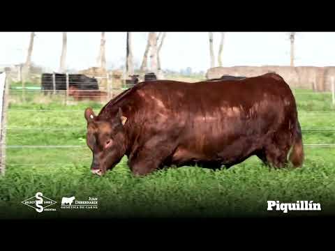 Piquillín - Angus Colorado