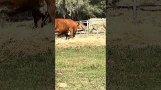 Always wasting Hay Elise just can’t help it #farming #cow #farmlife #shorts