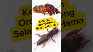 Download lagu Ini manfaat orong-orong selain menjadu hama tanaman #orongorong #serangga #seranggaunik #hewanunik mp3 Download lagu Ini manfaat orong-orong selain menjadu hama tanaman #orongorong #serangga #seranggaunik #hewanunik mp3