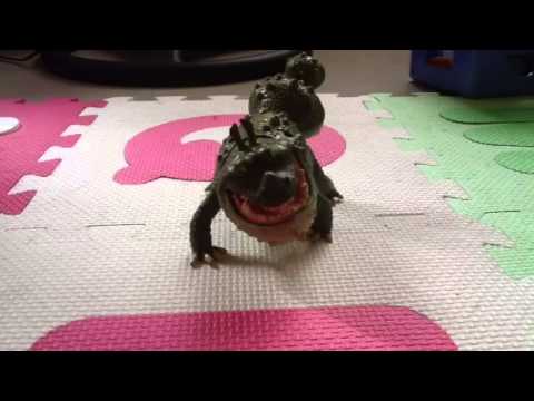 How to train your dragon the groncle