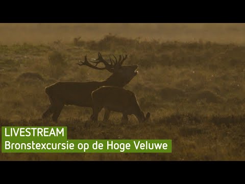 Bronstexcursie op de Hoge Veluwe | BuitenGewoon