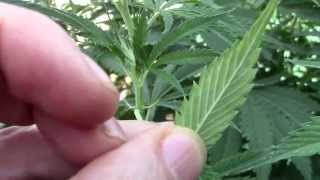 Insecticida marihuana,trips,mosca,araña,gusanos-la prima maria -16