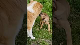 #shorts #dog #play ❤️🔔