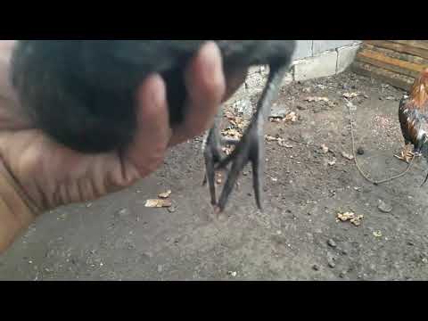 pure strain of black mcrae back to father final 4 times blood back to father!!