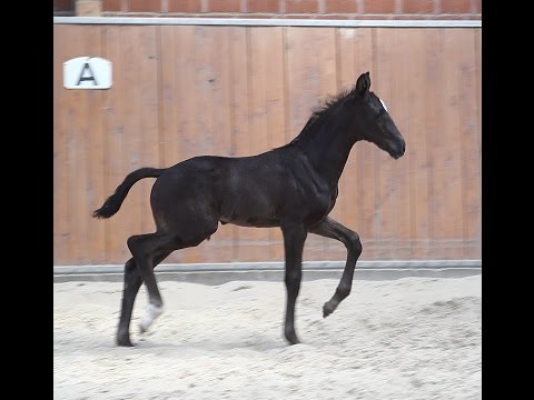 Hengstfohlen von Negro aus der Vollschwester von Hochadel (Hohenstein/Donnerhall)