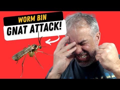 PROJECT WORM BIN ( FUNGAS GNAT ATTACK ) -IT''S WARTIME!