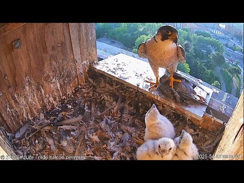 Peregrine Falcon Zamora Spain - Tromba z dostawą & karmienie 🐥🐥🐥🥰