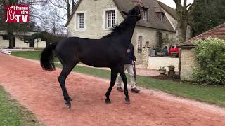 Video  de BREEDING RIGHT CLOTH OF STARS #5