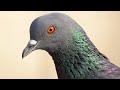 How does Rock Dove Sound | Pigeon Sounds |  Indian Dove Behavior | Voice Columbidae