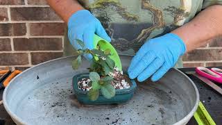 Japanese Quince Repot