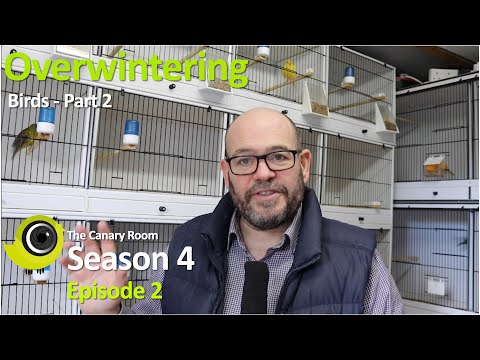 The Canary Room Season 4 Episode 2 - Overwintering birds Part 2