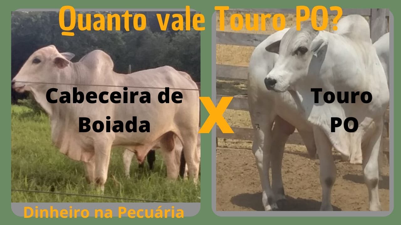 " TOURO " CARA LIMPA COMPARADO AO TOURO PO