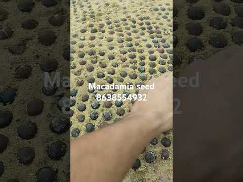 Whole macadamia nuts seeds, packaging size: loose