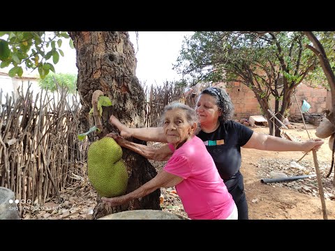DONA MARIA PEDRO MOSTRANDO SUAS PLANTAÇÕES E SEU DIA A DIA NO SERTÃO NORDESTINO BRASILEIRO.