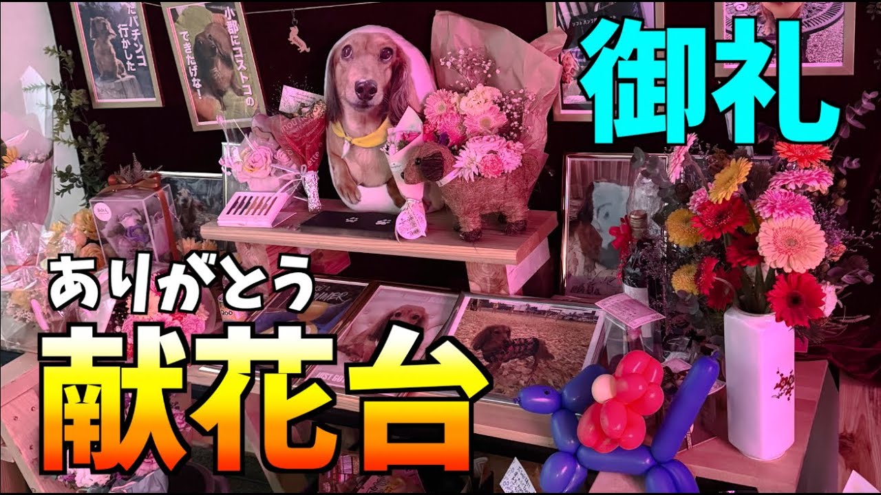 【花ちゃん献花台へご来場の御礼！】#自粛犬  #太原のイチョウ