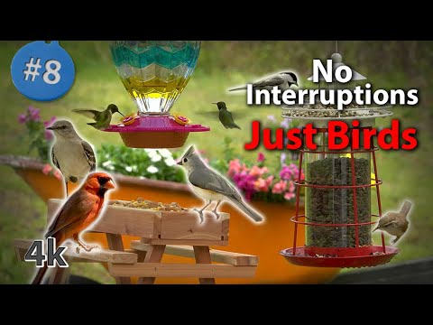 8. Cat TV  4K Birds & Hummingbirds at a Buffet Picnic! Chirping & water sounds - NO ADs Interrupting