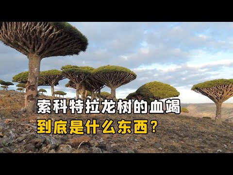 龍血是什麼