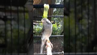 Download lagu Suara Kenari Tembakan Ciblek mp3