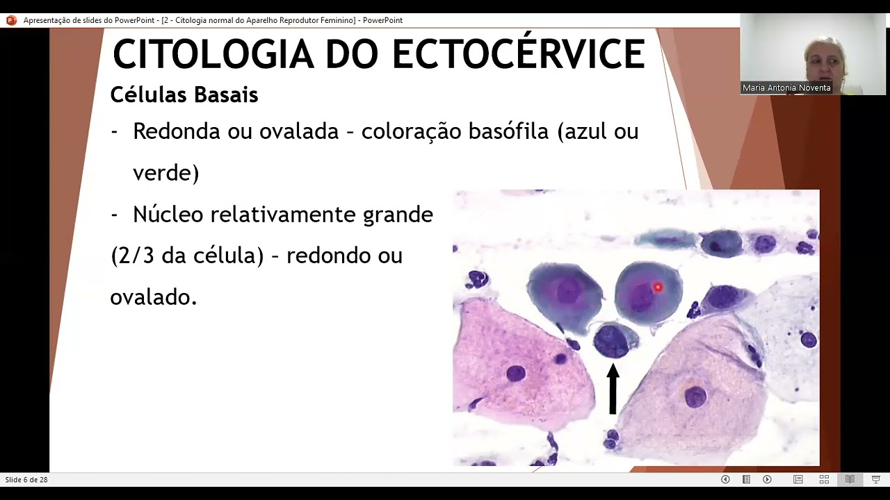 CITOLOGIA GINECOLÓGICA   CITOLOGIA NORMAL