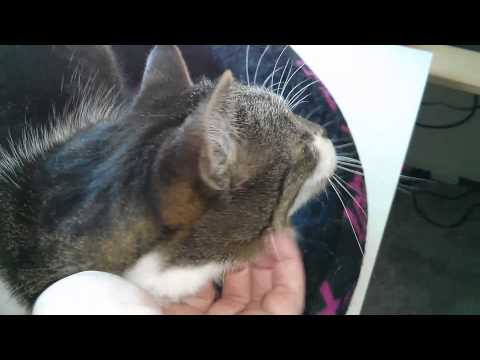 Where Do Cats Like To Be Petted?