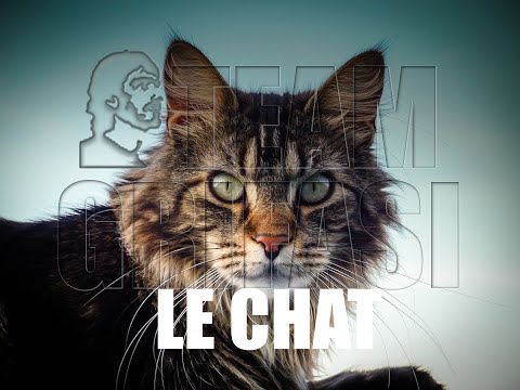 19-FR Valérie, 18° Cycle d’investigation 1er protocole : LE CHAT - Katia Romann CG Academy