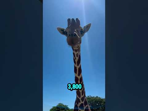 Stunning Look-Alike Destinations! https://invl.io/clmjam7