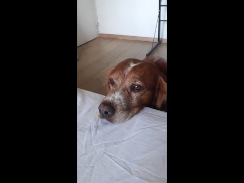 Try ( Prod. by Maws )