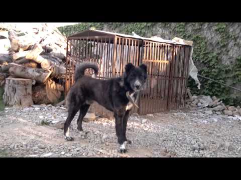 1 most dangerous breed all our in the world afghan kochi or afghan kuchi dog.