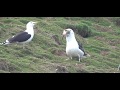 Seagull Swallows A Whole Rabbit On Welsh Island